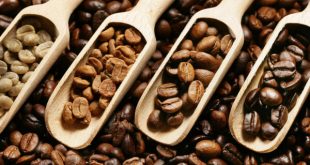 Khám phá các loại hạt cà phê nguyên chất