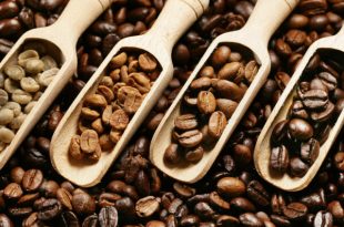 Khám phá các loại hạt cà phê nguyên chất