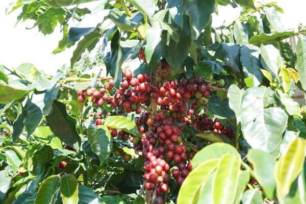 Cà phê Arabica Cầu Đất có nhiều loại giống