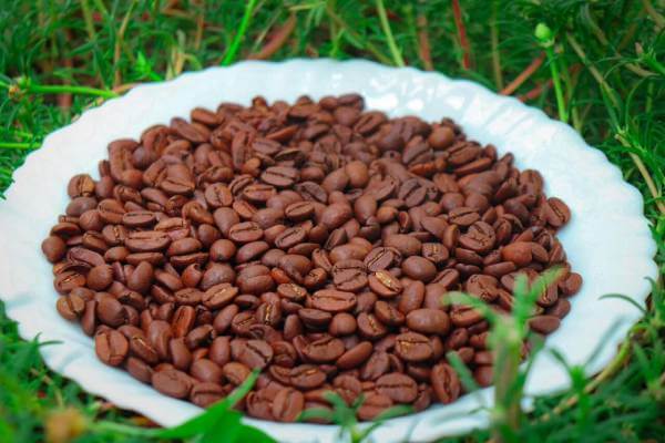 Hương vị sánh quyện của cà phê hạt arabica Cầu Đất