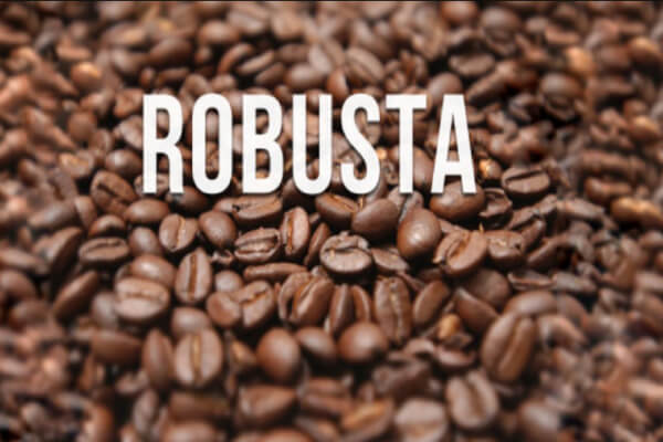 Hạt cà phê Robusta.