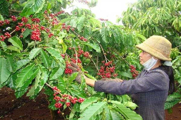 Đặc điểm của cà phê nguyên chất Robusta.