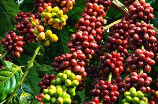 Vùng trồng cà phê Robusta phổ biến ở Việt Nam.