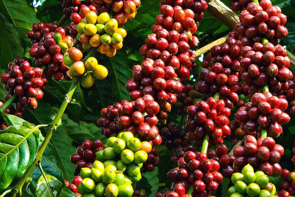 Vùng trồng cà phê Robusta phổ biến ở Việt Nam.